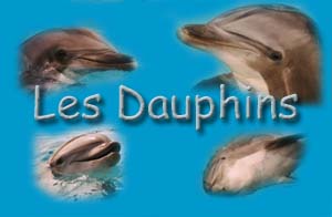 (*(*Miss dauphins*)*)